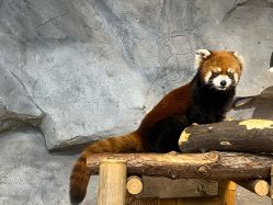 -Zoolung Zoolung动物主题公园(海信广场店)