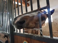 -北京群众马术培训基地