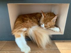 -瞄一喵猫咖(格力海岸店)