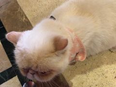 -猫色咖啡·猫咖
