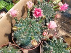 -双季花艺园艺市场(浦东店)