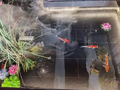 -徽州小镇(高新店)