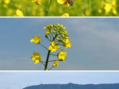 -光明小镇欢乐田园