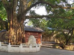 -鹅岭公园瞰胜楼