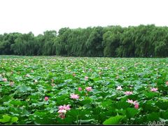 -紫竹院公园冰场