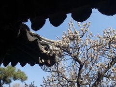-艺圃