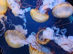 -珠海长隆海洋王国