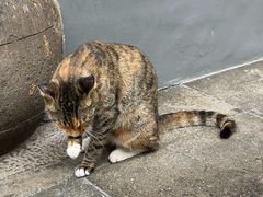 -龙华素斋(龙华路店)