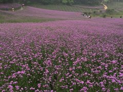 -大塘金香草谷