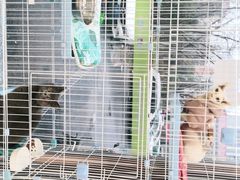 -瑞鹏宠物医院·内科·中兽医·骨科(苗圃店)