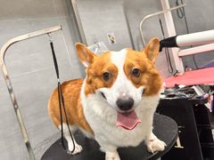 -宠福鑫康馨动物医院·骨科·眼科