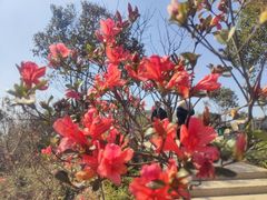 -瑞安圣井山景区