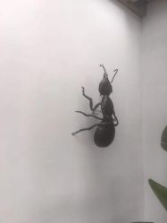 -蚂蚁造型沙龙