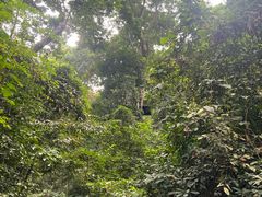-西双版纳原始森林公园