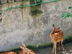 -紫阳古街