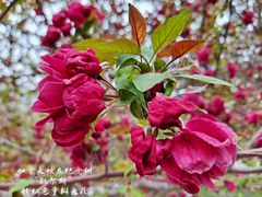 -海棠花溪(元大都城垣遗址公园)