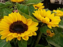 -双季花艺园艺市场(浦东店)