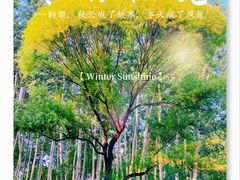 -朝阳公园