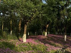 -白鹭湾湿地公园