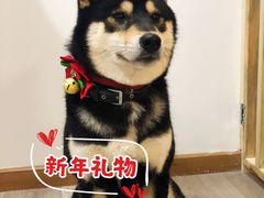 -柴迷FANS CLUB·柴犬狗咖·猫咖