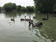 -长兴太湖图影湿地文化园