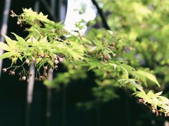 -成都观隐颐云台酒店-芳菲秀