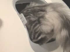 -小猫来了·猫舍(红山六九七九店)