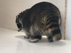 -浣熊柯尔鸭土拨鼠·电玩咖