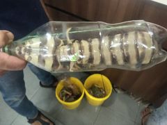 -仙本那小型鱼市