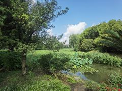 -荷塘月色湿地公园·向阳花洲