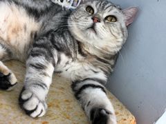 -喵的天空名猫咖啡馆·撸猫·猫舍·用品