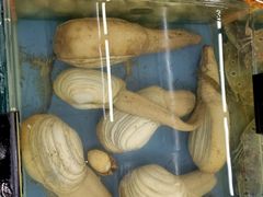 -明记海鲜大排档(巽寮湾店)