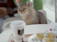 -喵屿·大理花园猫咖