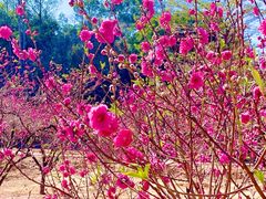 -南国桃园旅游度假区