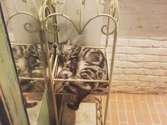 -猫咪博物馆(顶澳仔猫街店)