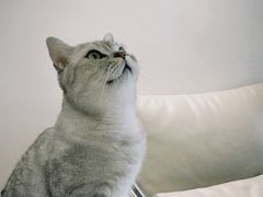 -创凡宠物医院·骨专科  猫科中心(西乡分院)