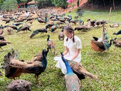 -西双版纳勐泐文化旅游区