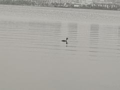 -艾溪湖湿地公园