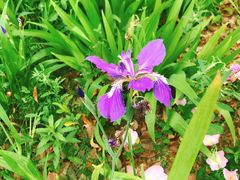 -Tuna maki寿司(园区永旺店)