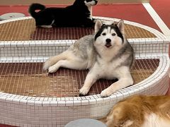 -和它·交个朋友·狗咖猫咖(爱琴海店)
