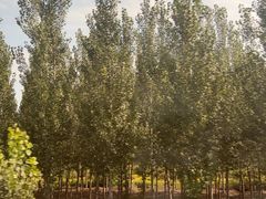 -宝坻温泉城服务区马可遇菠萝