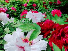 -莲花池公园