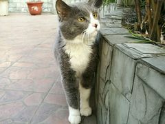 -荣耀金沙动物医院(清江西路店)