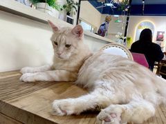 -猫小院猫主题餐厅(南锣旗舰店)