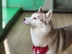 -Husky Go! 哈士奇体验馆·宠物咖啡厅狗咖