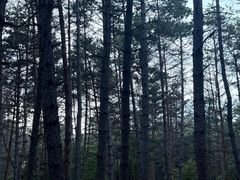 -帽儿山国家森林公园