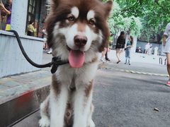 -黄桷坪涂鸦艺术街
