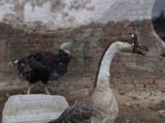 -北京鹿世界主题园