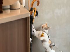 -Again Coffee Roaster(香蜜湖店)