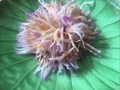 -荷风细雨·中国茶宴(碧云店)